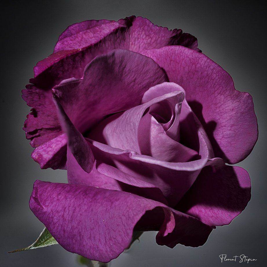 Rose du jardin, Algarve, Portugal.