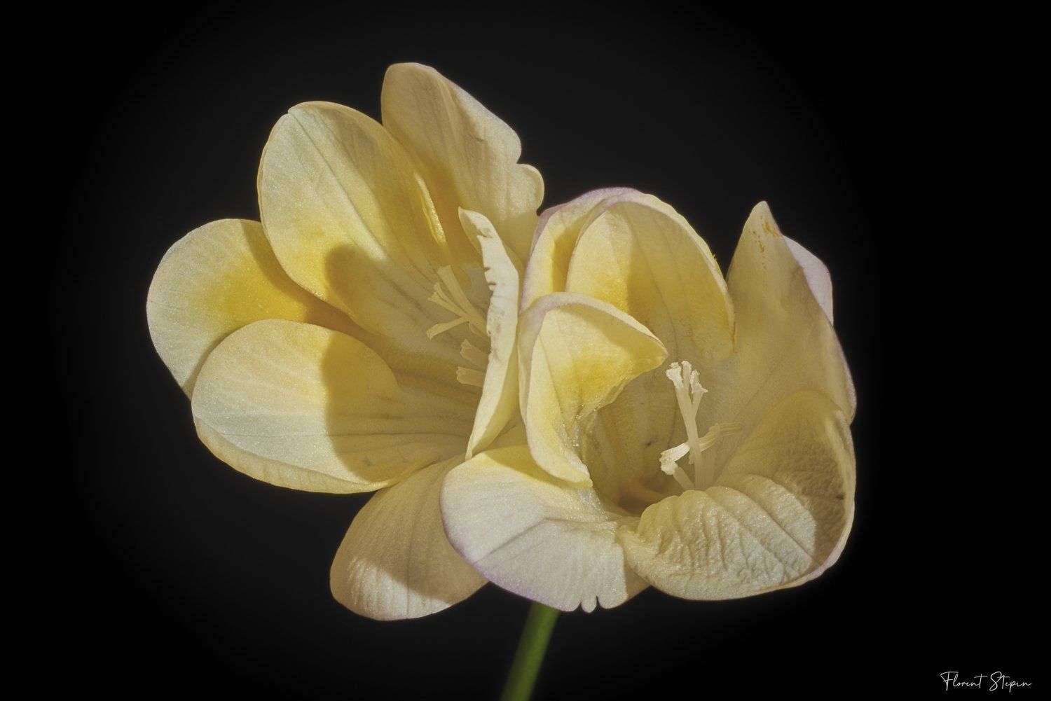 fleurs de freesia,Algarve, Portugal