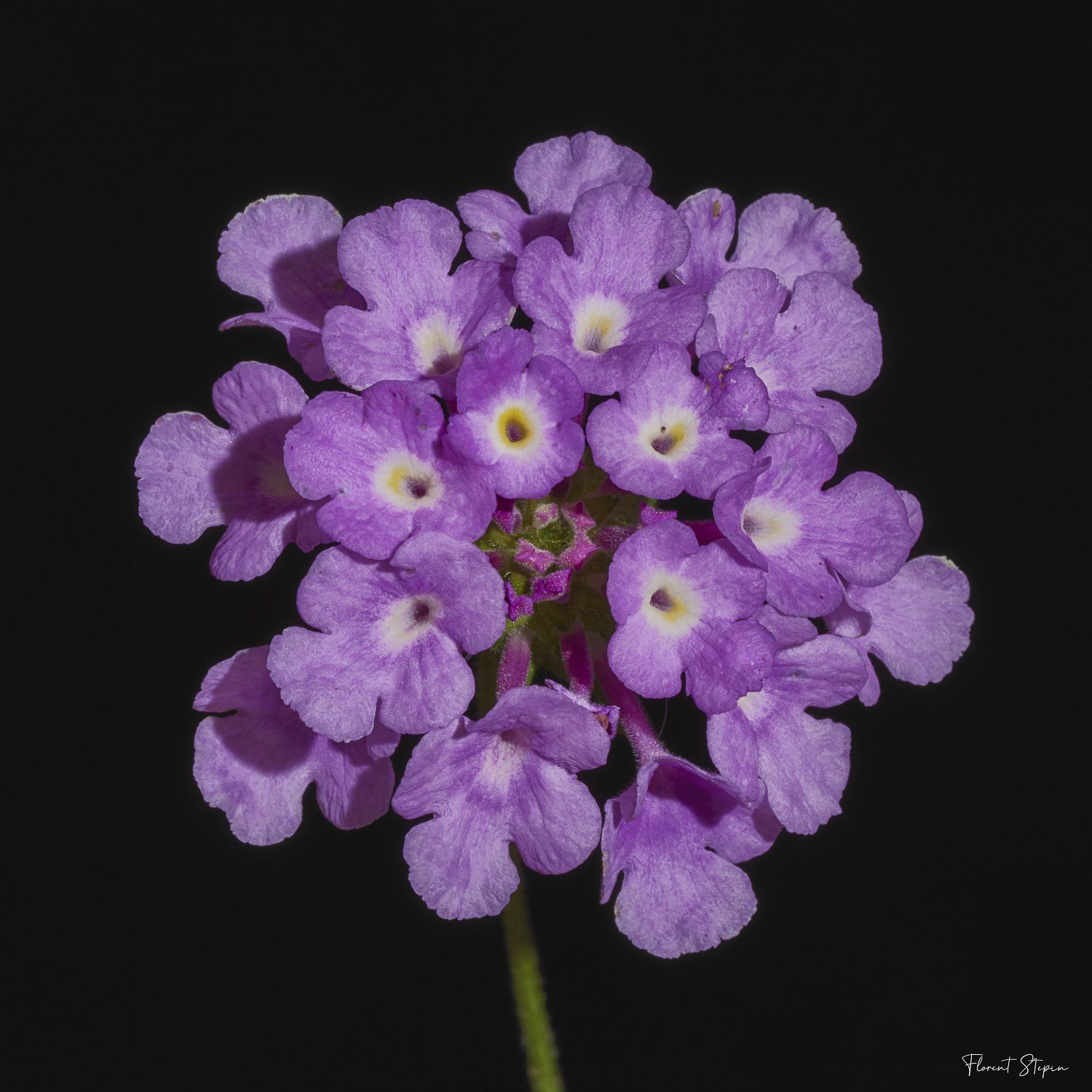 fleurs de lantana,Algarve, Portugal