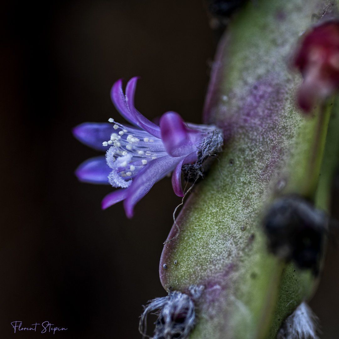 Lepise cruciforme, Algarve, Portugal.