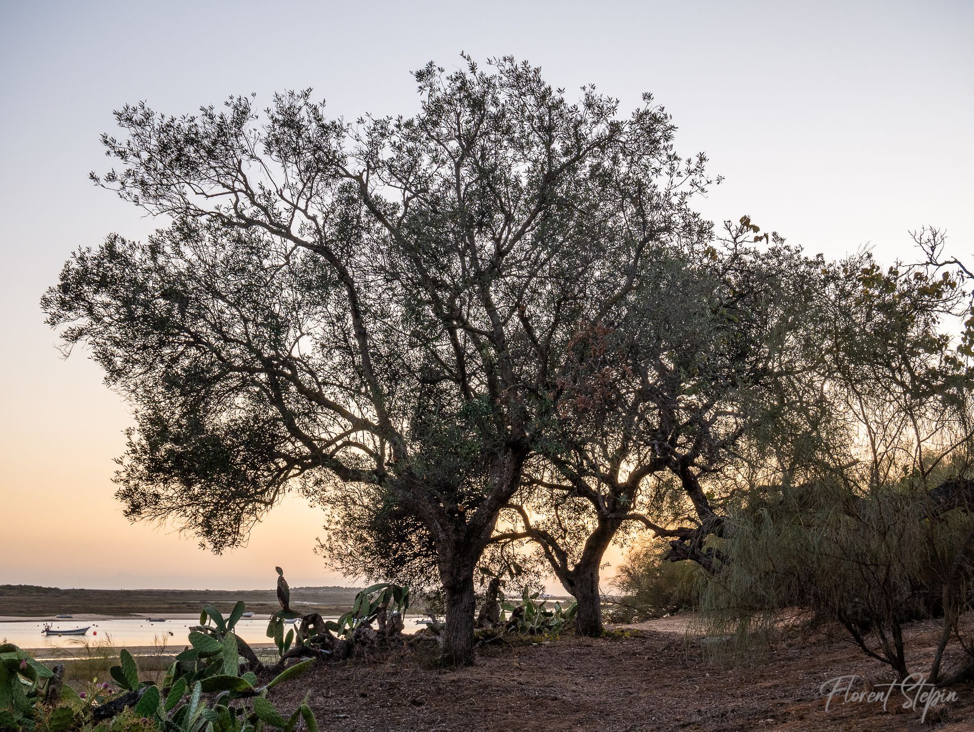 Contre jour dans des oliviers situés dans la Ria Formosa, Portugal