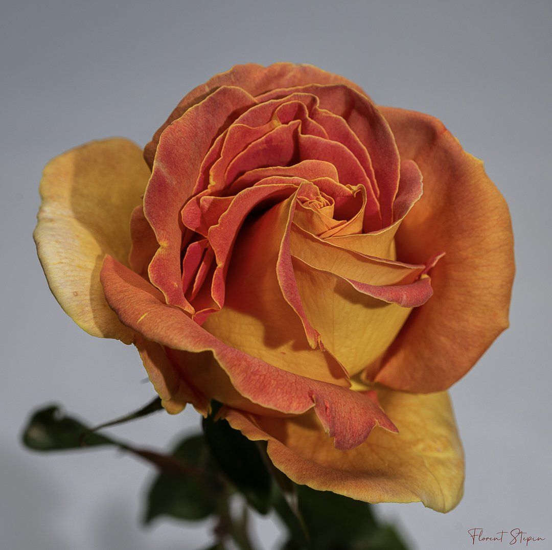 Rose du jardin, Algarve, Portugal.