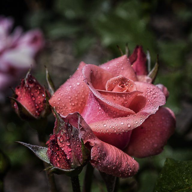 Rose du jardin, Algarve, Portugal.
