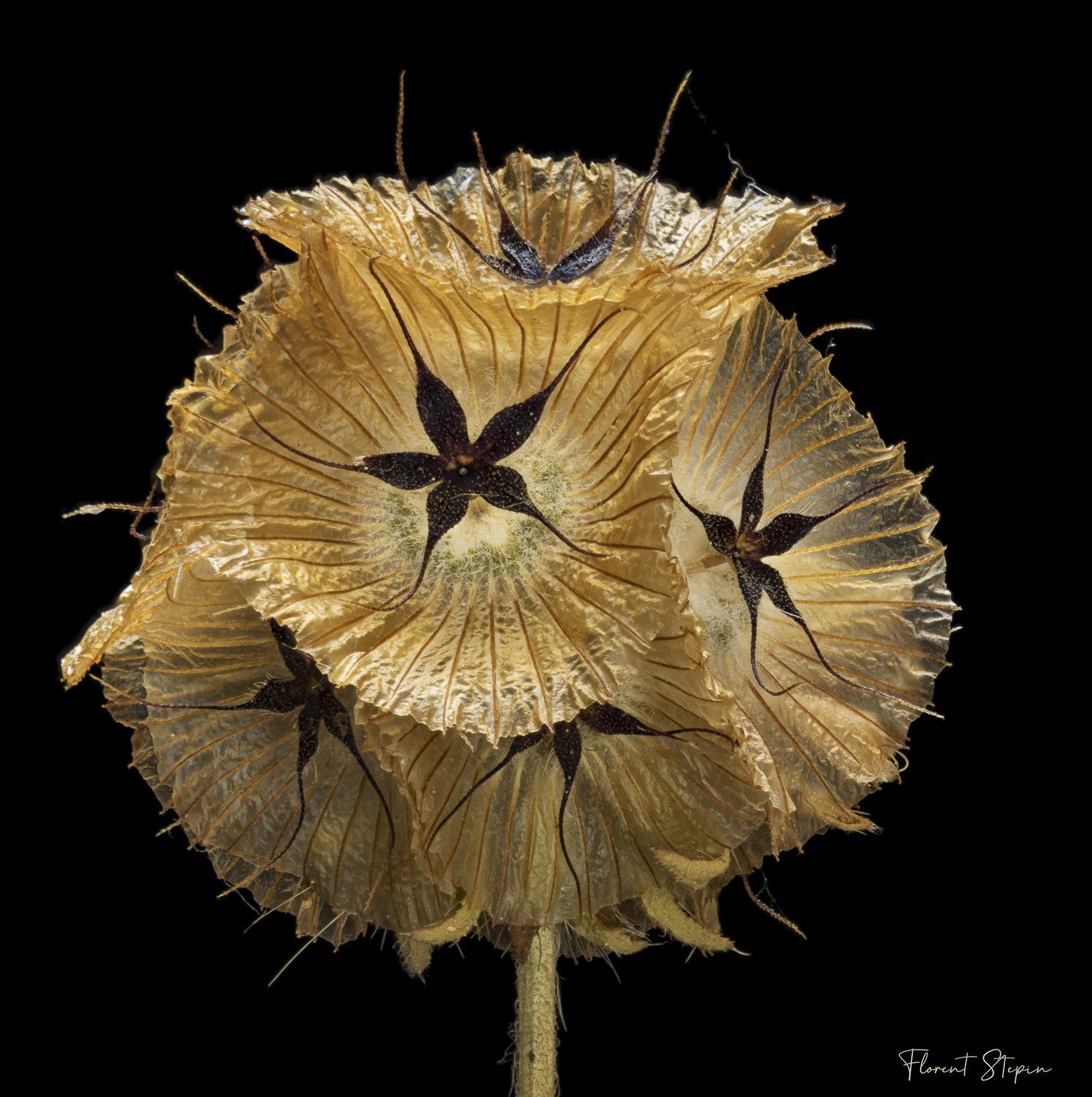 scabieuse étoilée séchée, Algarve, Portugal