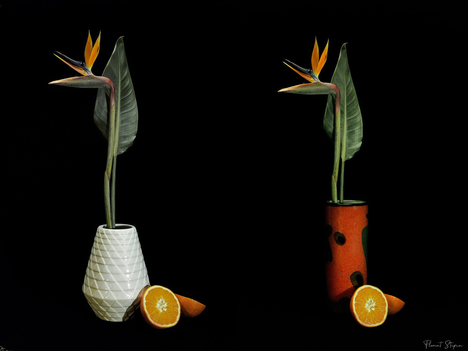 Nature morte photographique strelitzia, Florent Stepin, Algarve, Portugal.