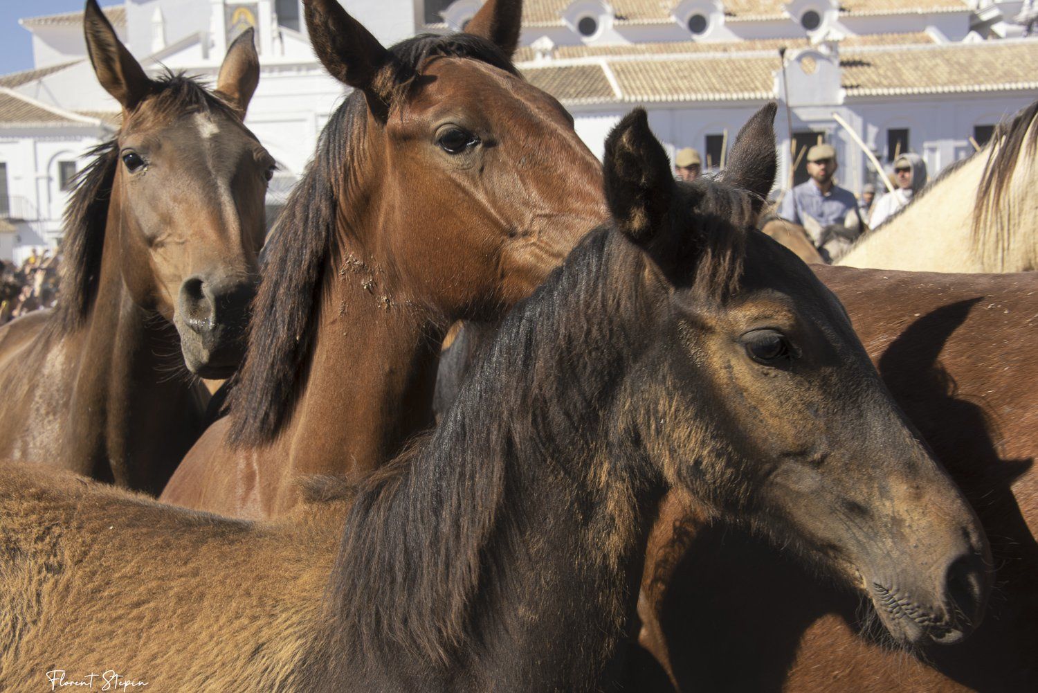 La saca de Las yeguas, El Rocio, Andalousie 2022