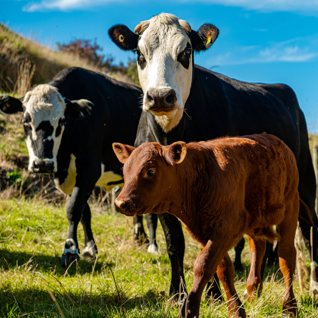 Le bien être animal passe aussi par l'intervention d'un géobiologue