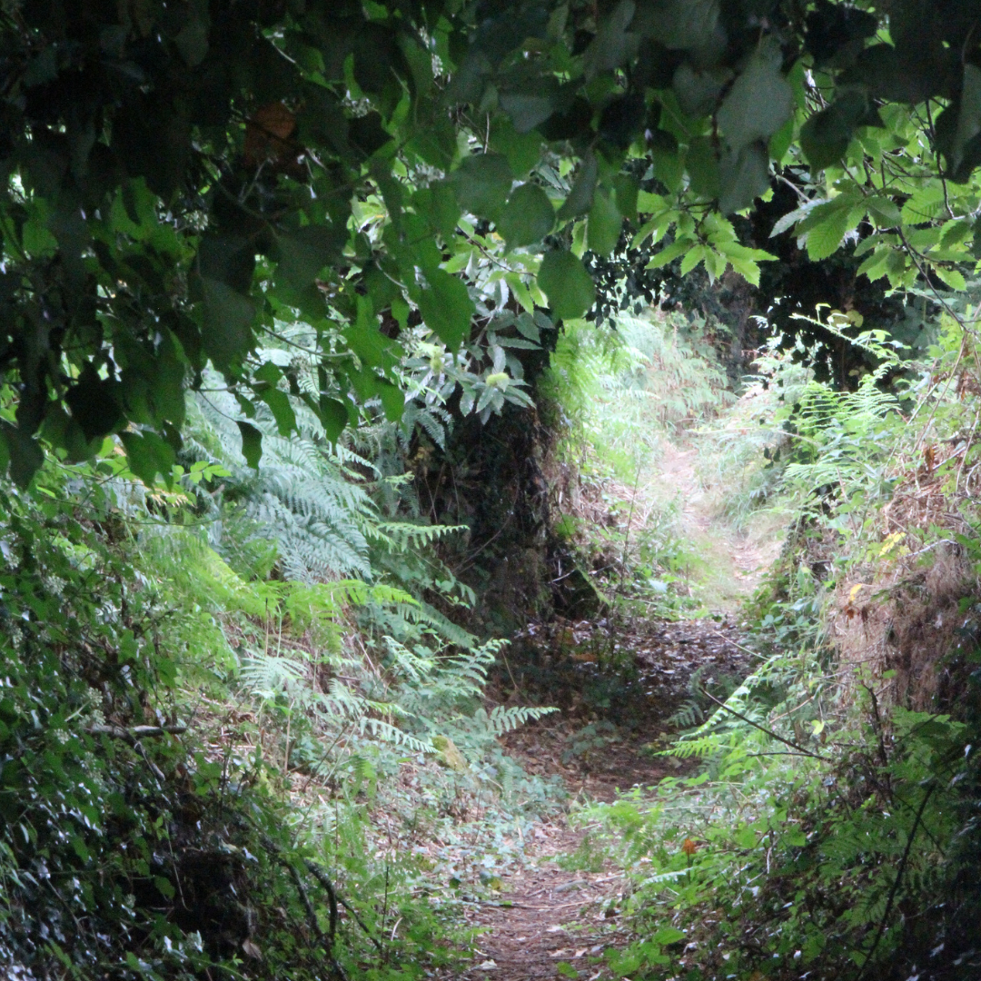 Les mystères de la nature , détecter l'invisible avec la géobiologie