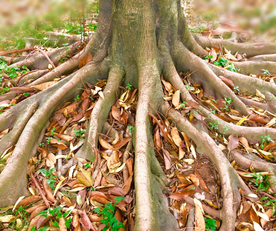 La visualisation de racines se développant sous vos pieds permet de se stabiliser émotionnellement