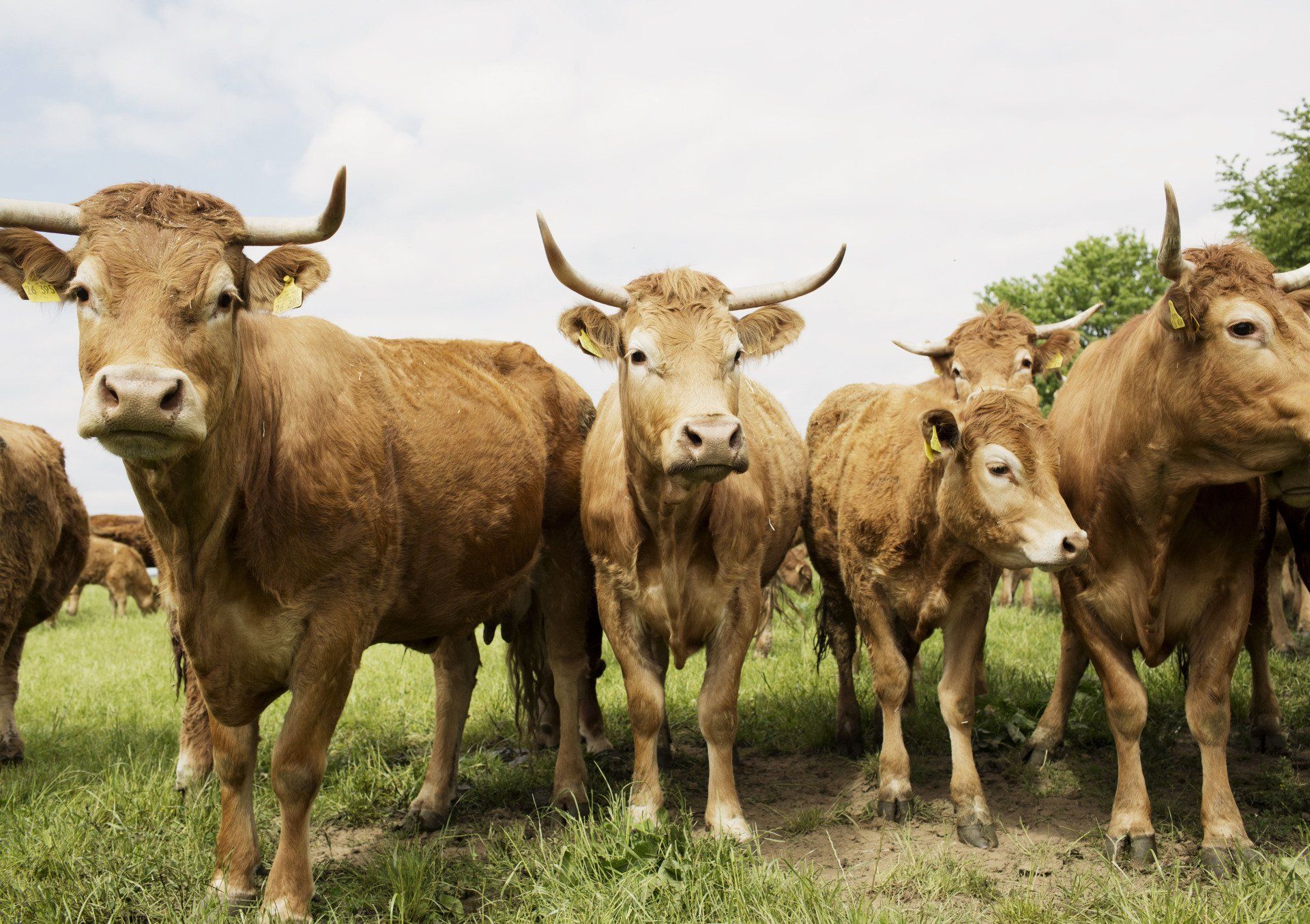 Öko-Modellregion Steinwald, Öko-Modellregionen, Steinwald-Allianz, Steinwaldgemeinden, Bio, ökologische Landwirtschaft