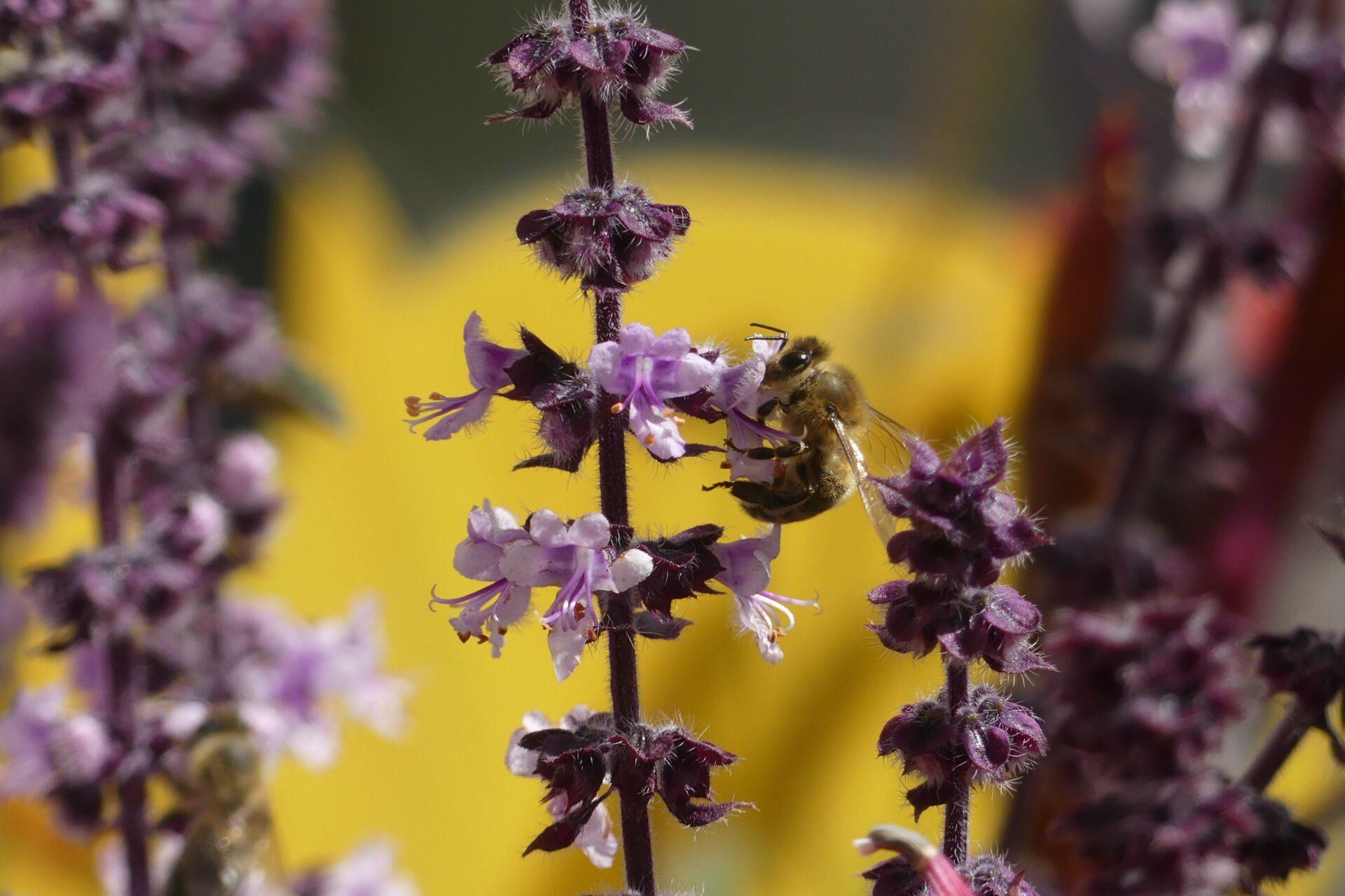 Biologische Vielfalt, Öko-Modellregion Steinwald, Steinwald-Allianz, Bio