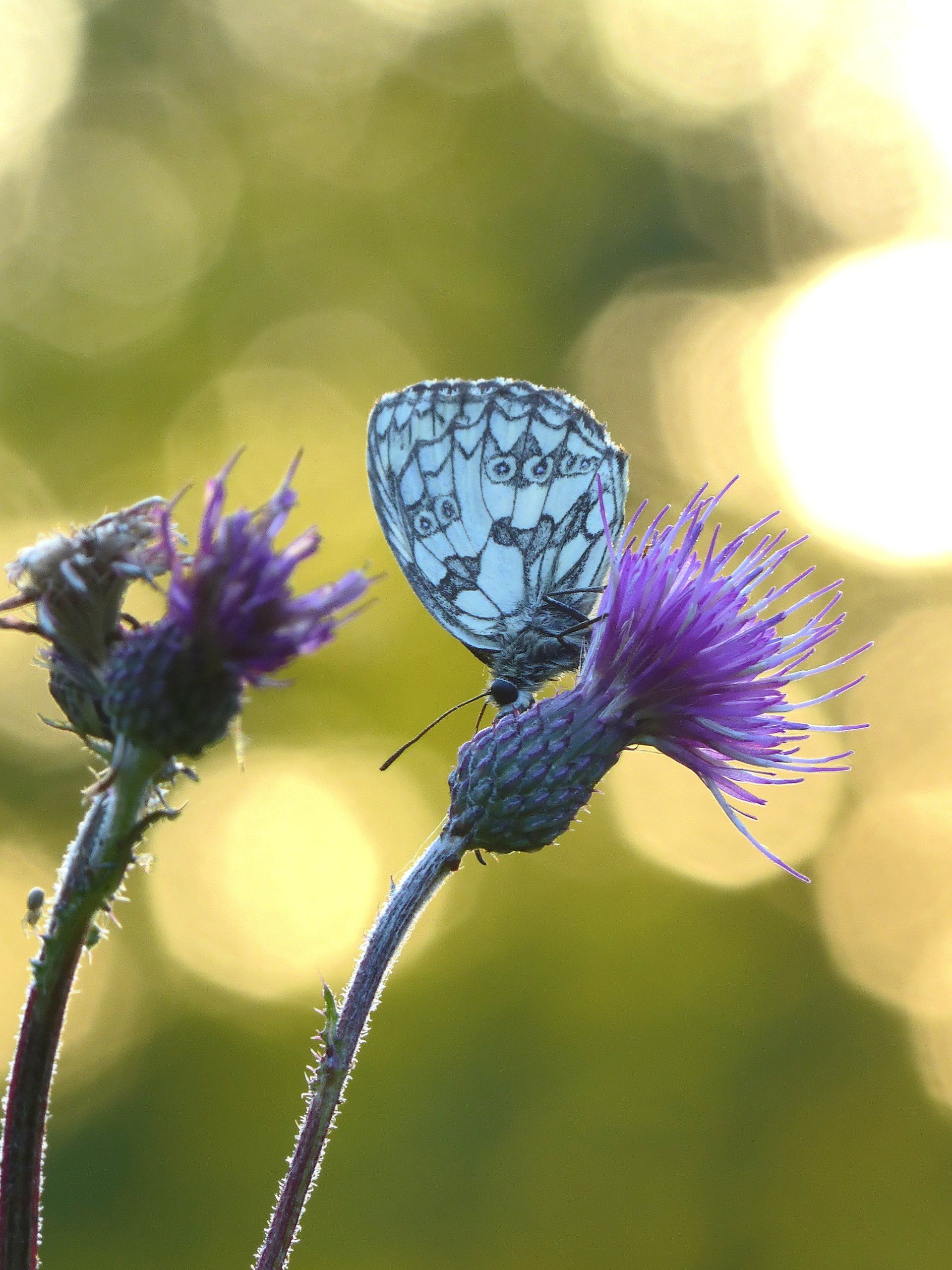 Biologische Vielfalt, Öko-Modellregion Steinwald, Öko-Modellregionen, Steinwald-Allianz, Steinwaldgemeinden, Bio, ökologische Landwirtschaft