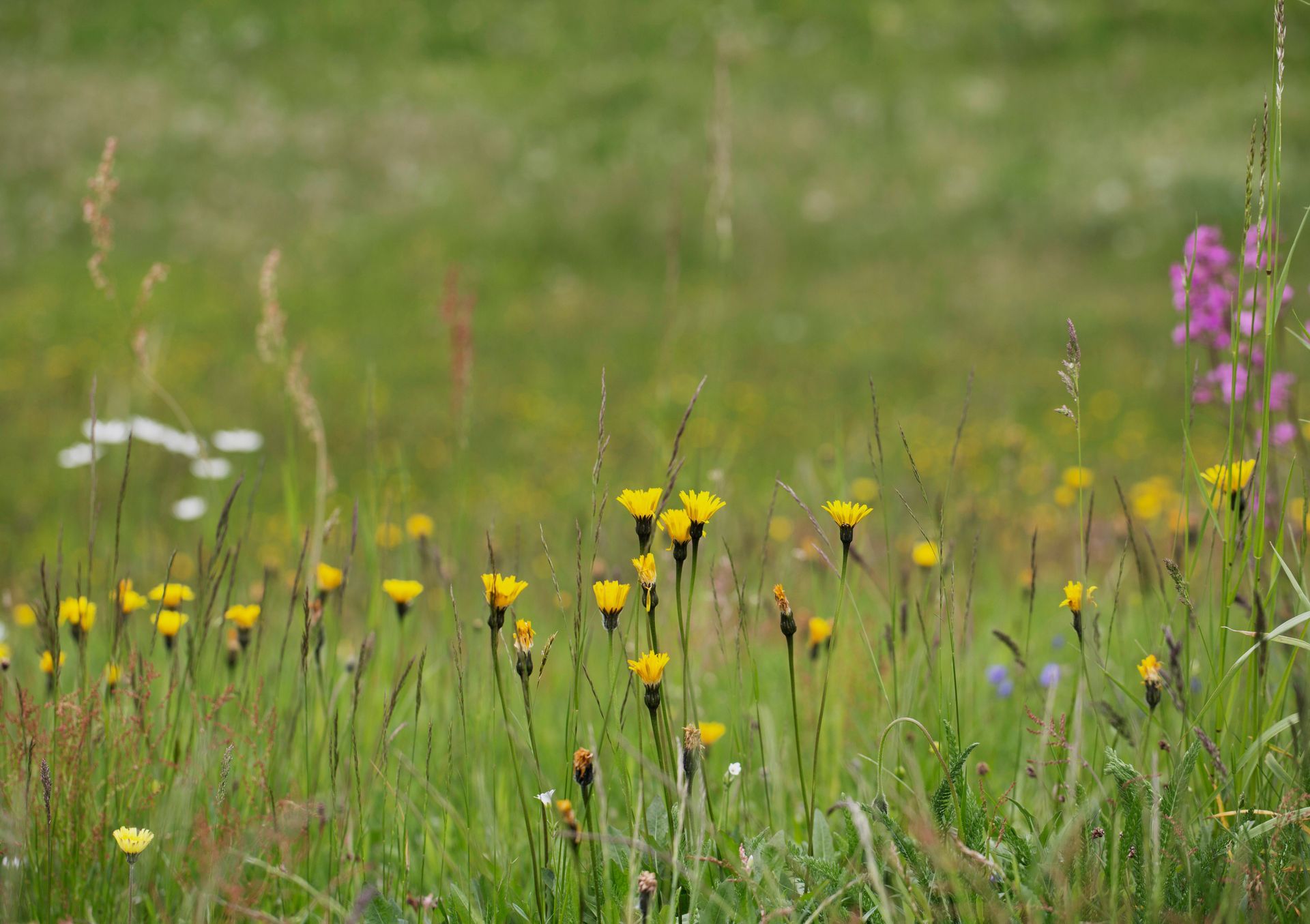 Kräuterwanderung, Familien-Kräuterwanderung, Regina Herrmann