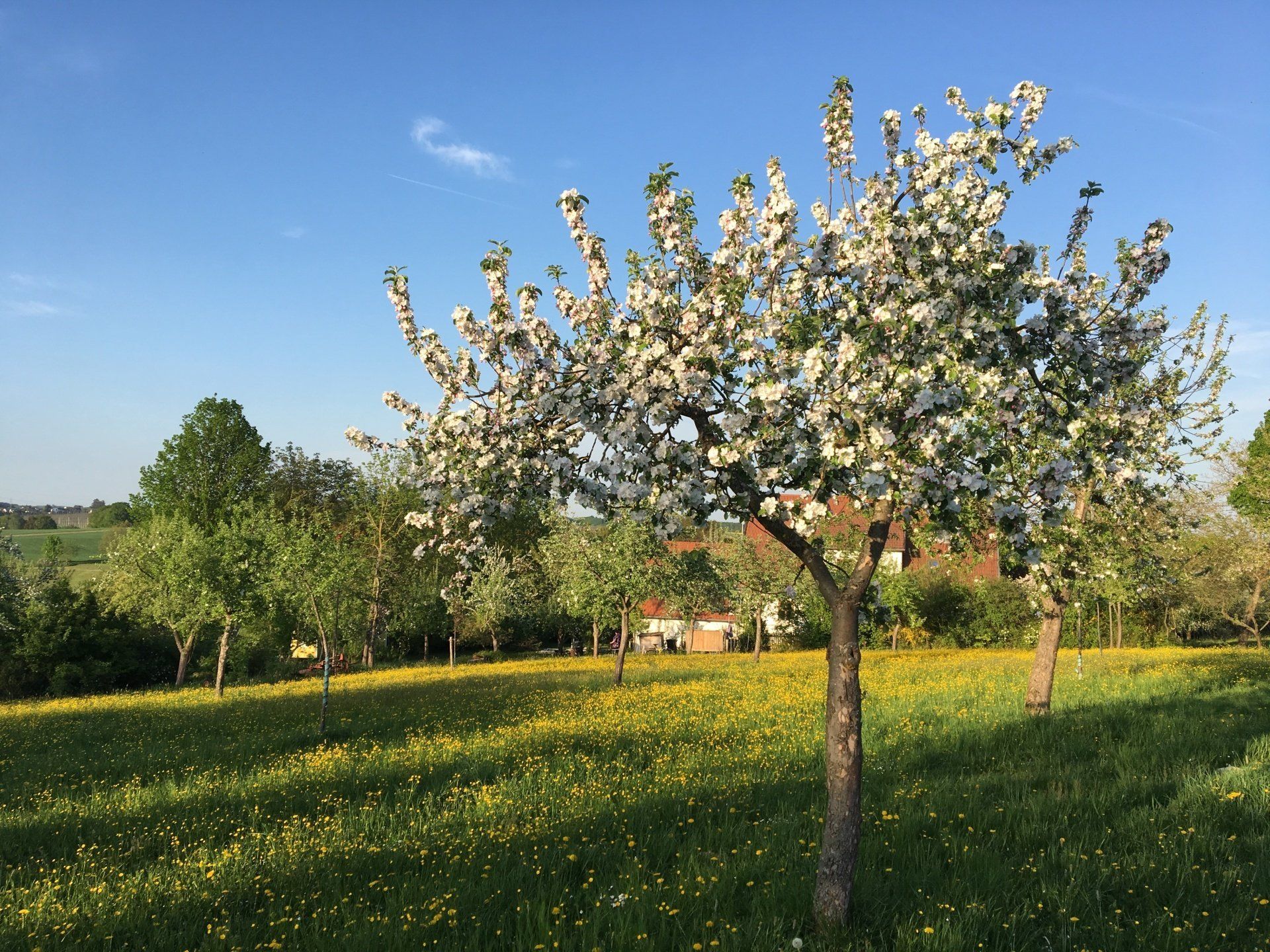 Streuobstwiese bei Brandloh