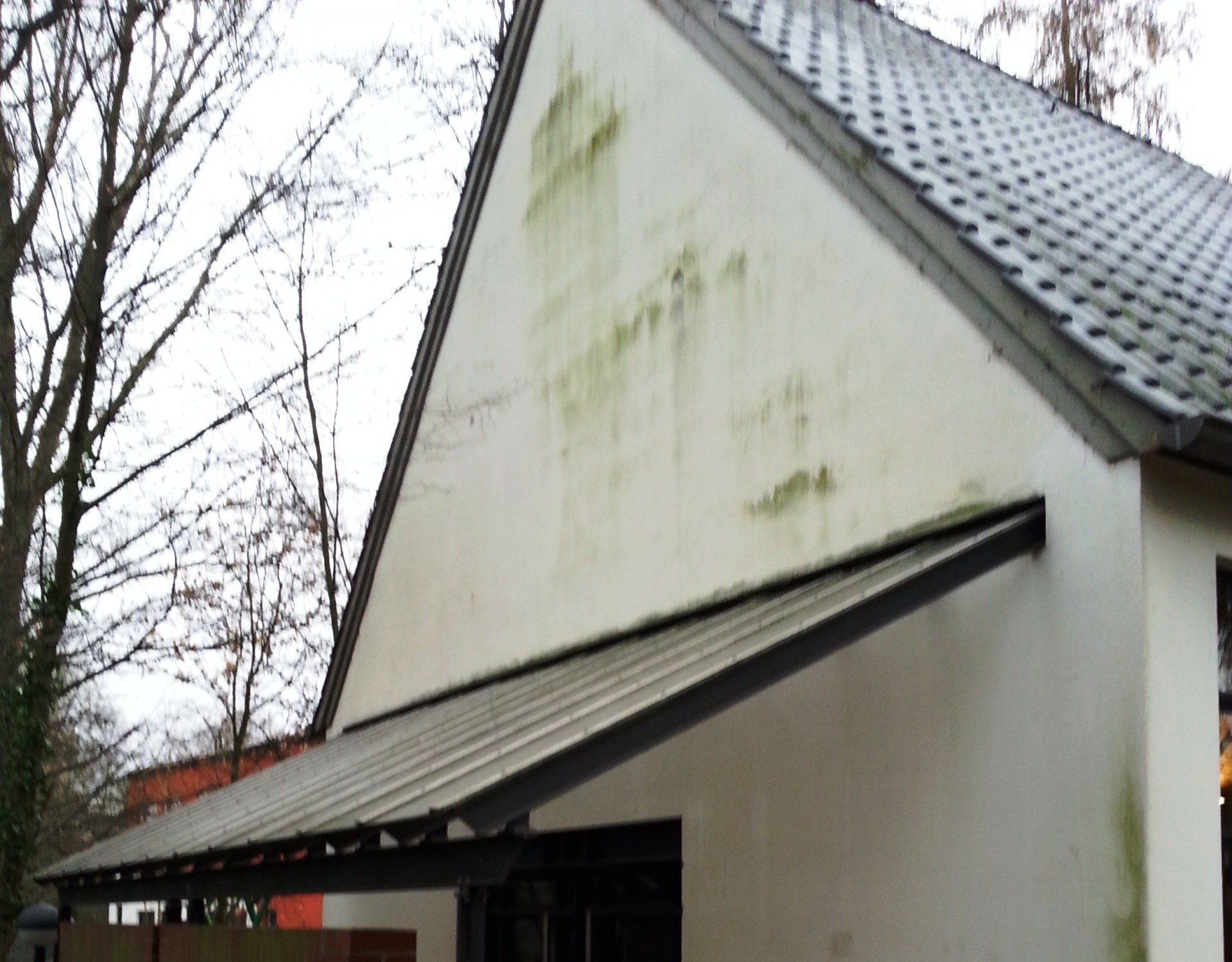 Grünalgen auf Farbwand