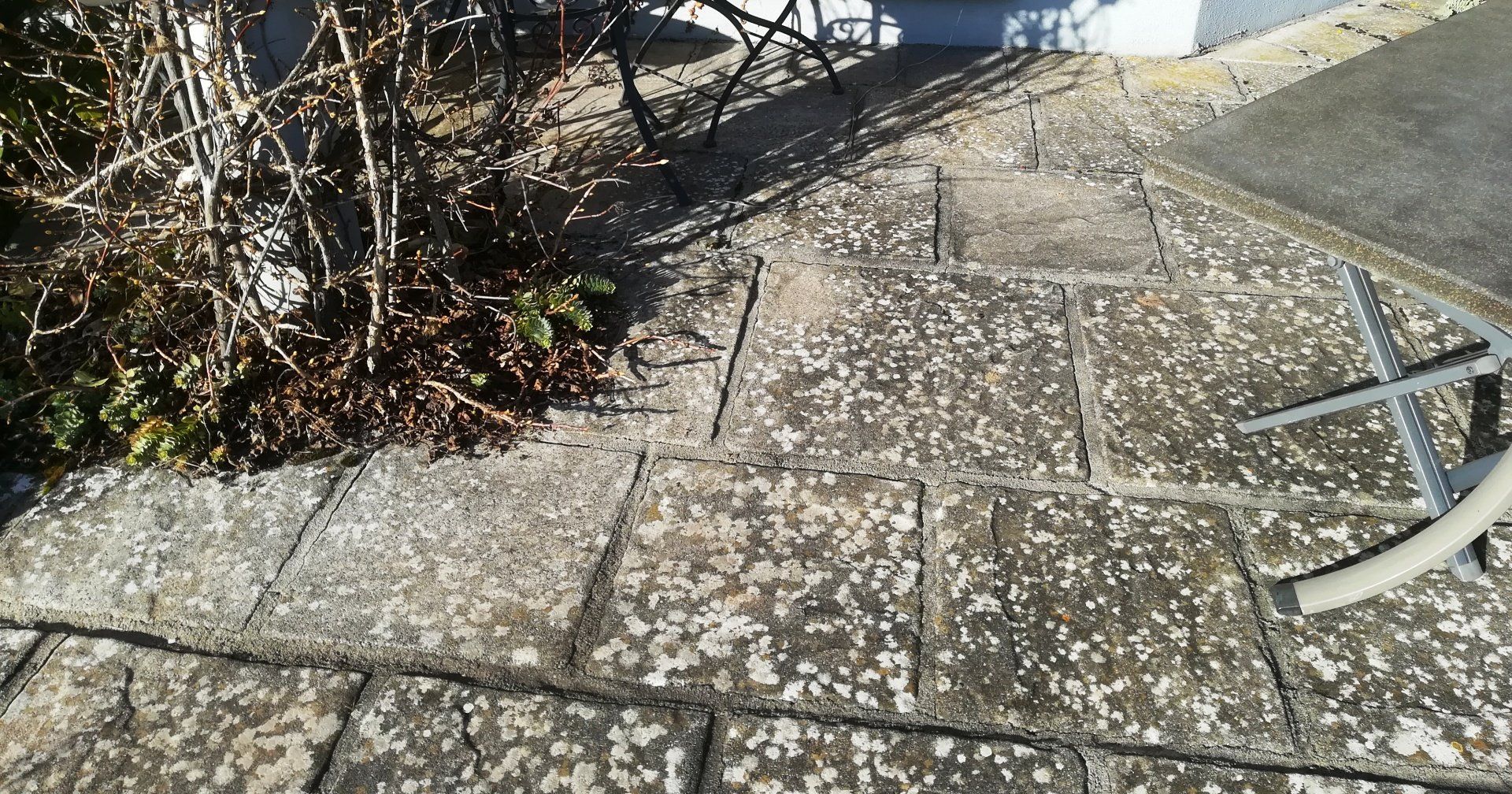 Grünalgen und Flechten