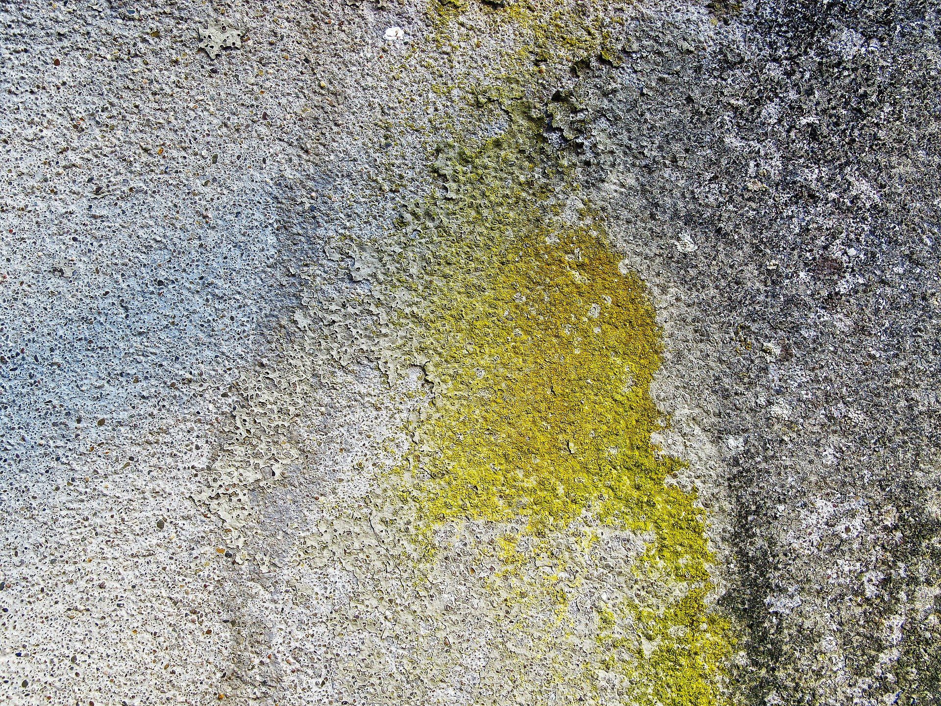 Moos und Pilzbefall an Fassade