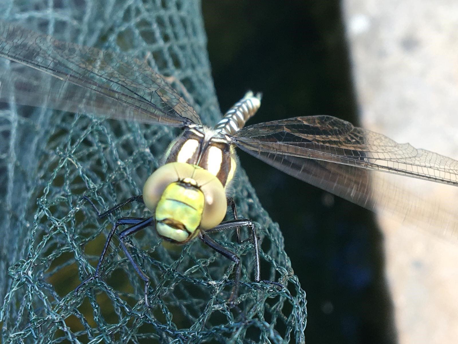 a picture of a dragonfly at nell bank outdoot earning centre