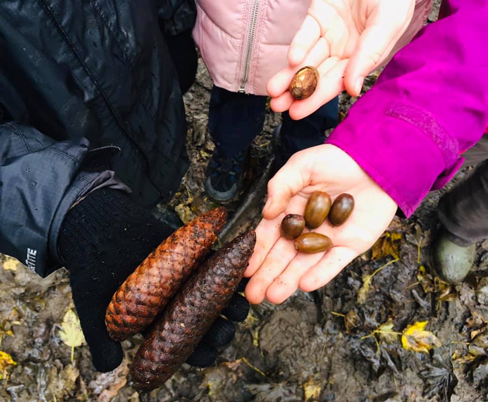 Picture of children's hands holding items from nature at outdoor learning centre Nell Bank