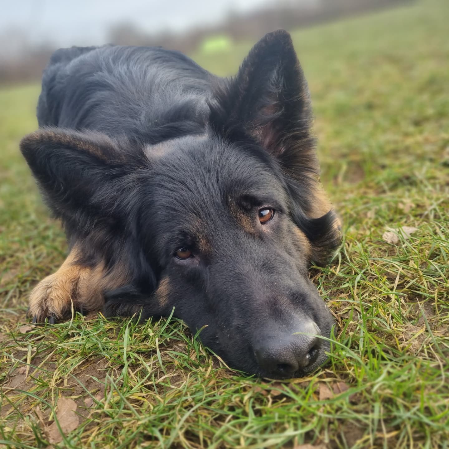 Schäferhund; Hundeschule, Altdeutscher Schäferhund