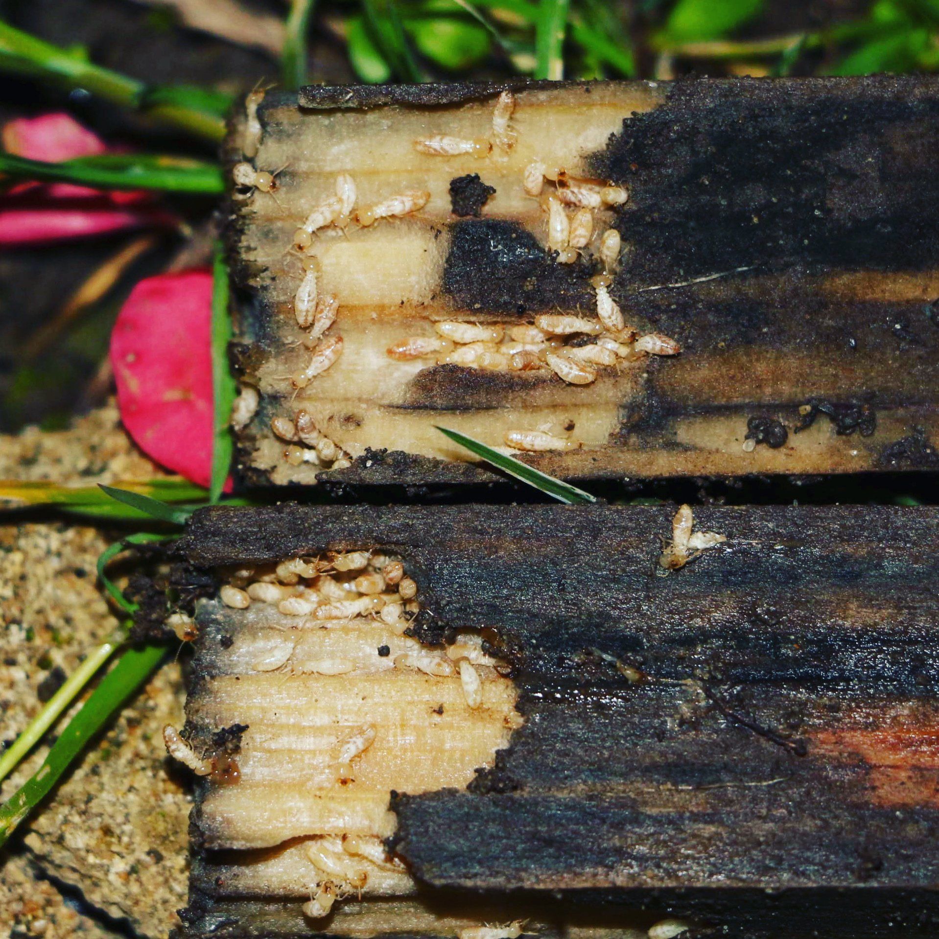 bois attaque termite