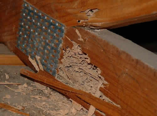 cordonnet termites ou cordon termite