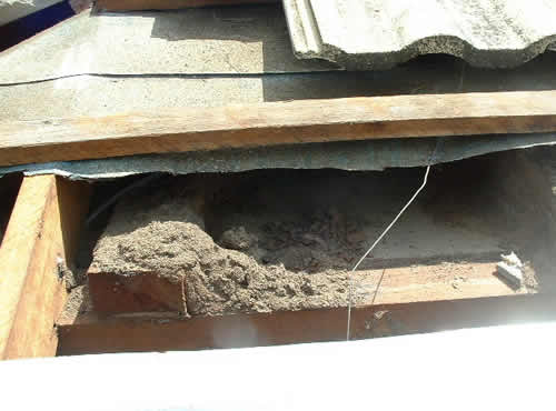 présence de termites