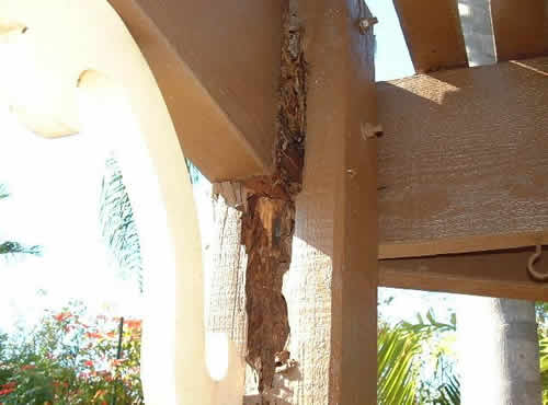 cordon termites sous poutres
