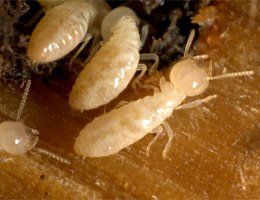 produit anti-termite piège termite vente traitement termites