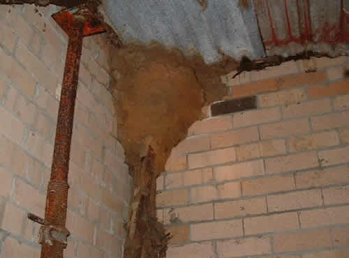 attaque de termites
