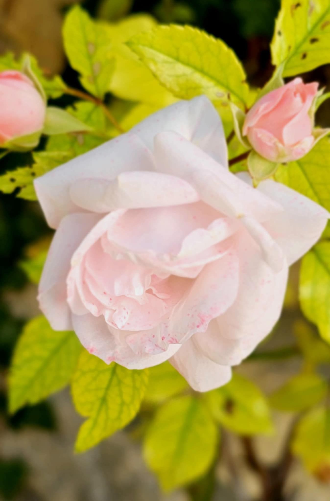 Symbolique énergétique de la rose