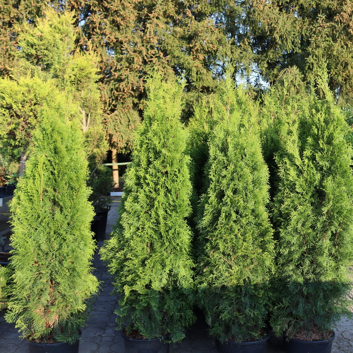 Baumschule & Gärtnerei