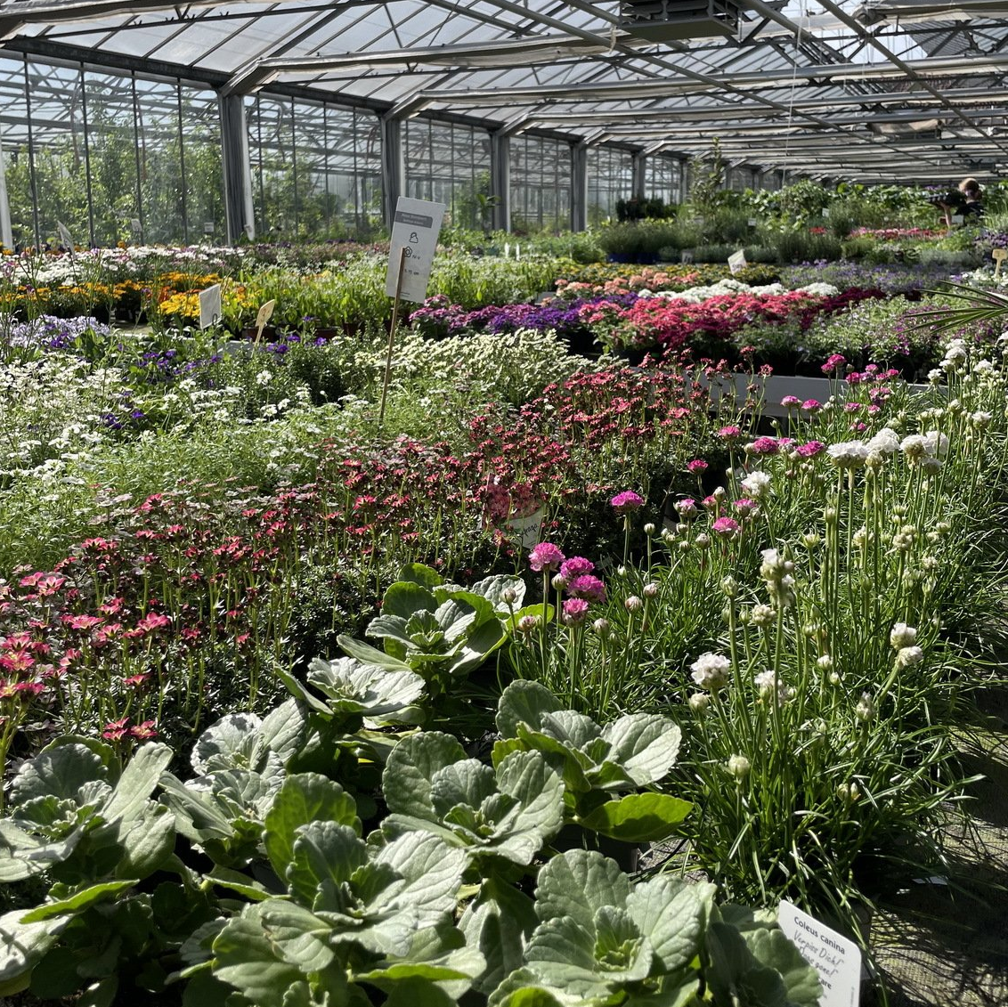 Zier- & Zimmerpflanzen