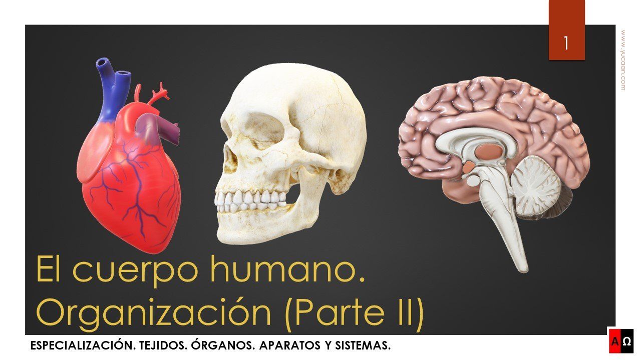 Ver vídeo