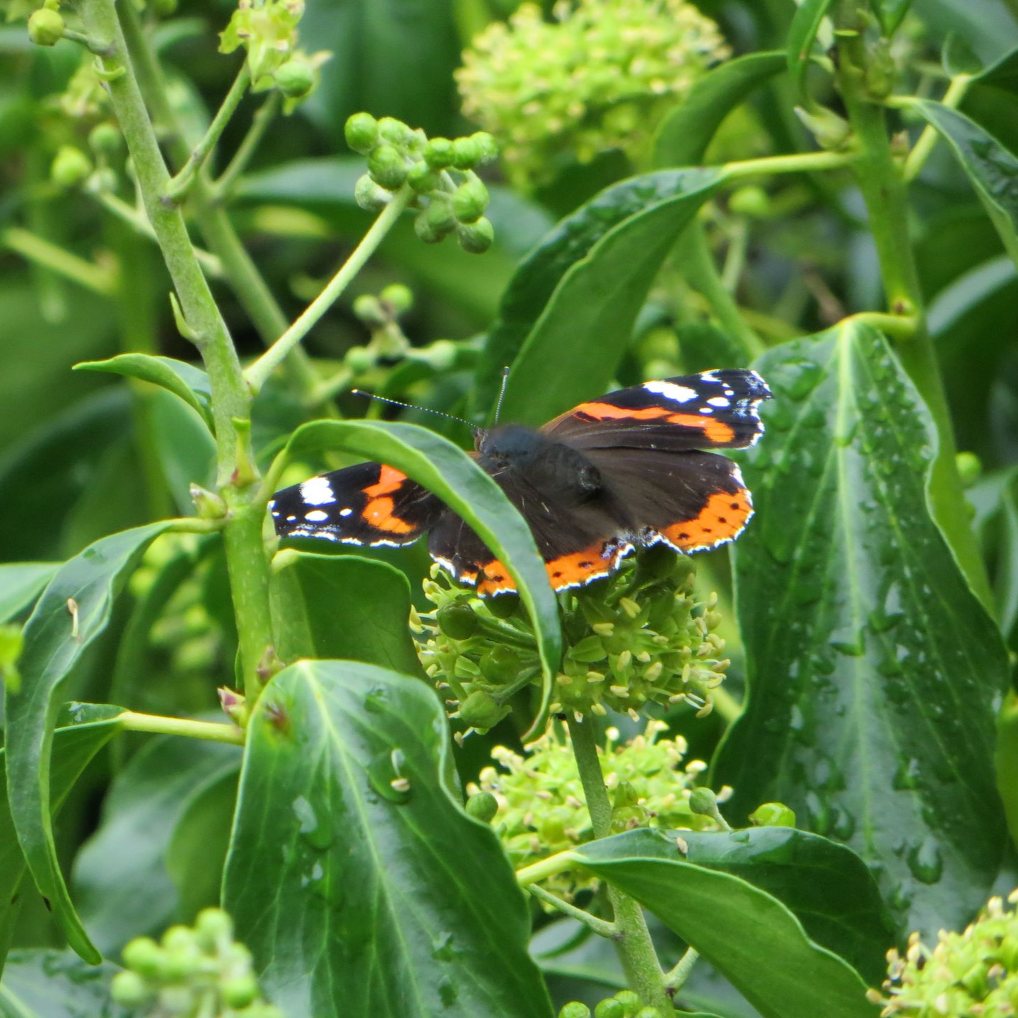 Stress lösen, Lebensfreude gewinnen peace & joy
