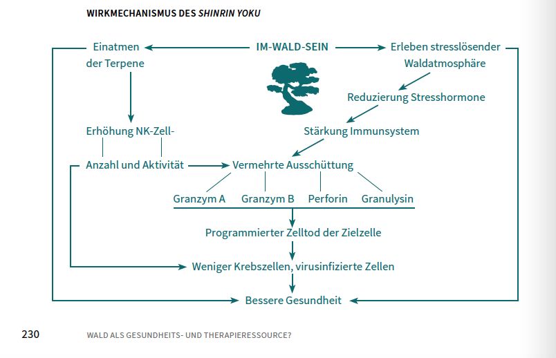 Wirkmechanismus des Shinrin Yoku. Schaubild zu den Wirkungen des Im-Wald-Seins auf Stresshormone und das Immunsystem. Auszug aus dem Buch  Grafik: Wirkungen des Shinrin Yoku|Quelle: IM-WALD-SEIN. Die natürliche Antwort auf Psychostress und Zivilisationskrankheiten