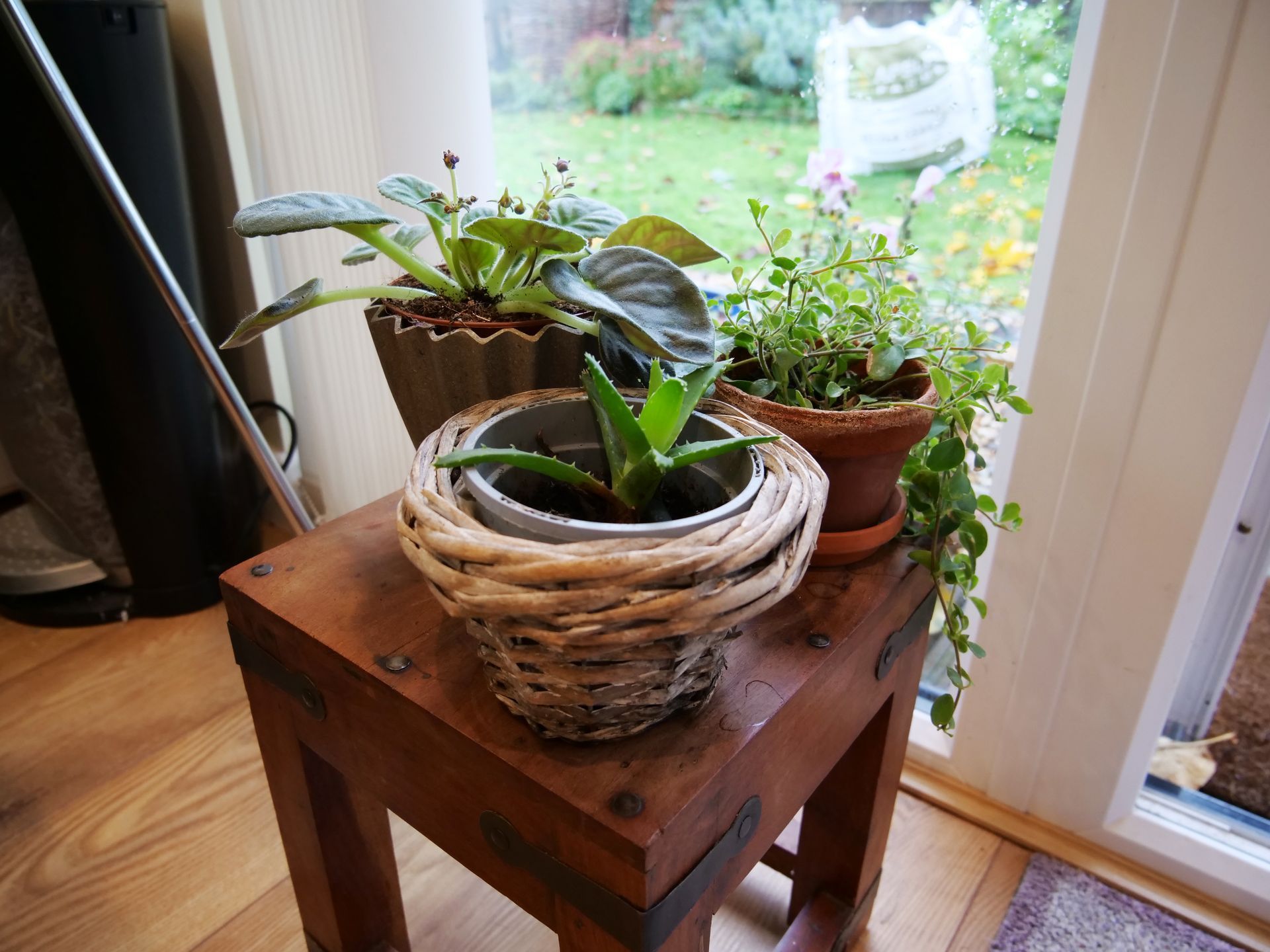 Beck Gardner's counselling room, plants