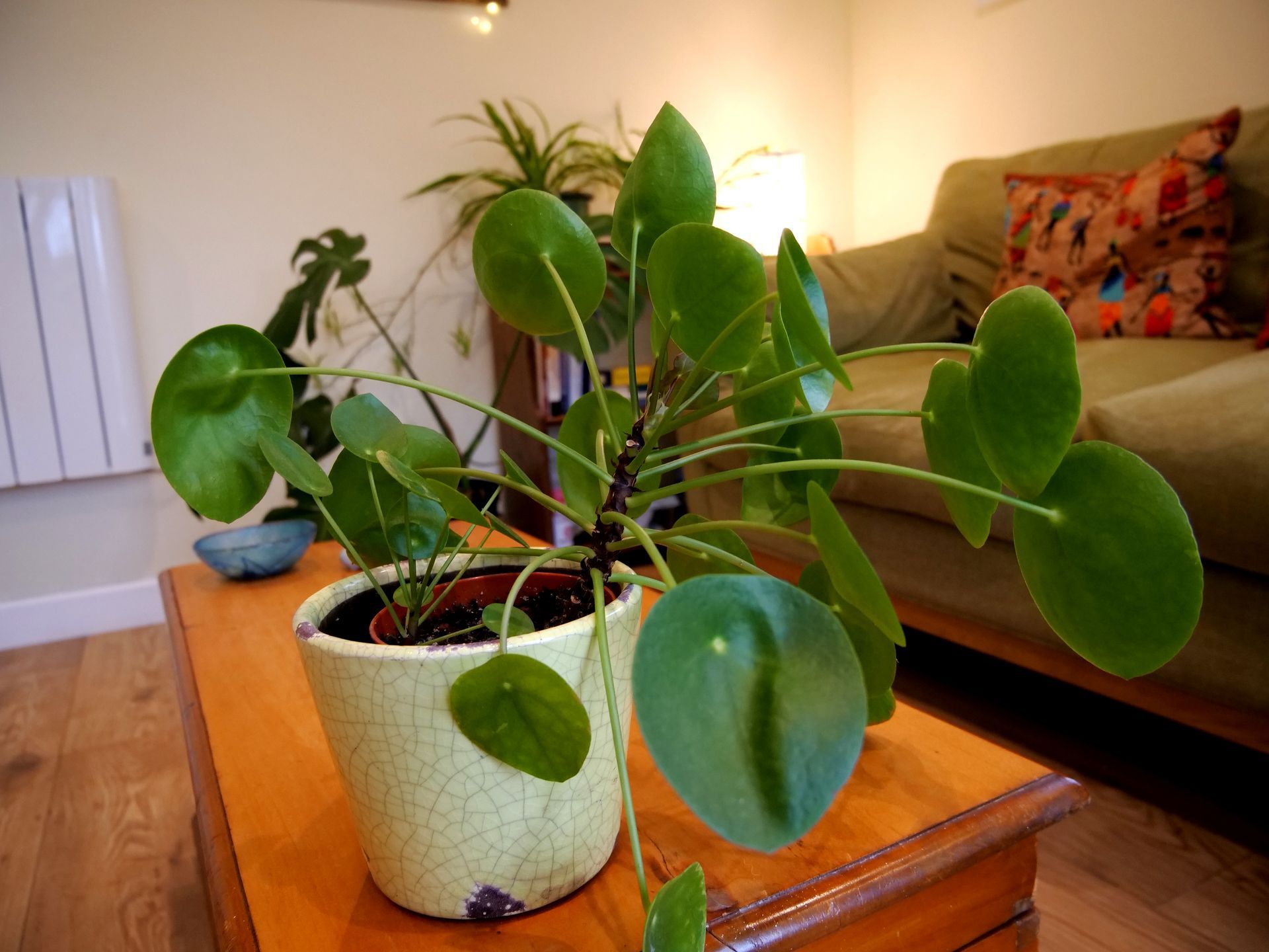 Becky Gardner's counselling room, succulent