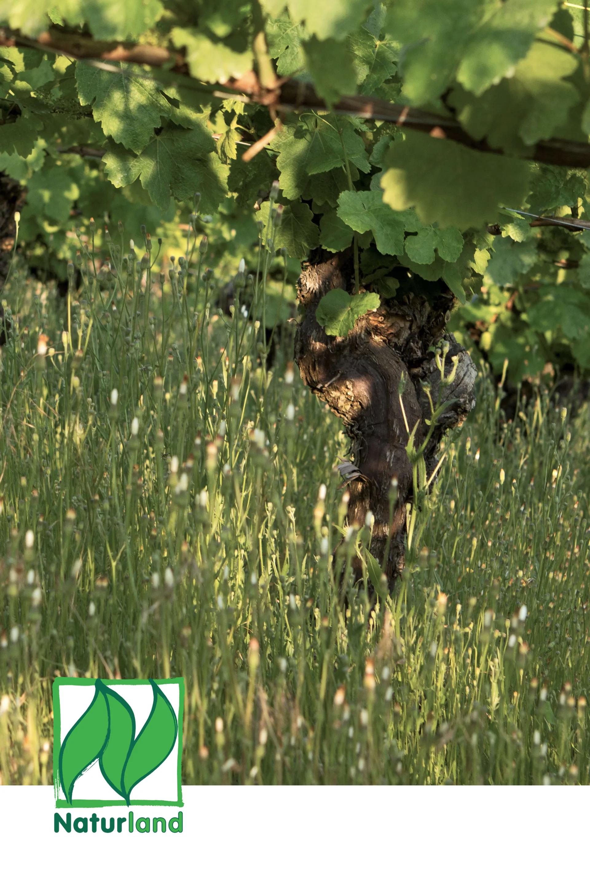 Old vine in green vineyard Weingut Rudolf May