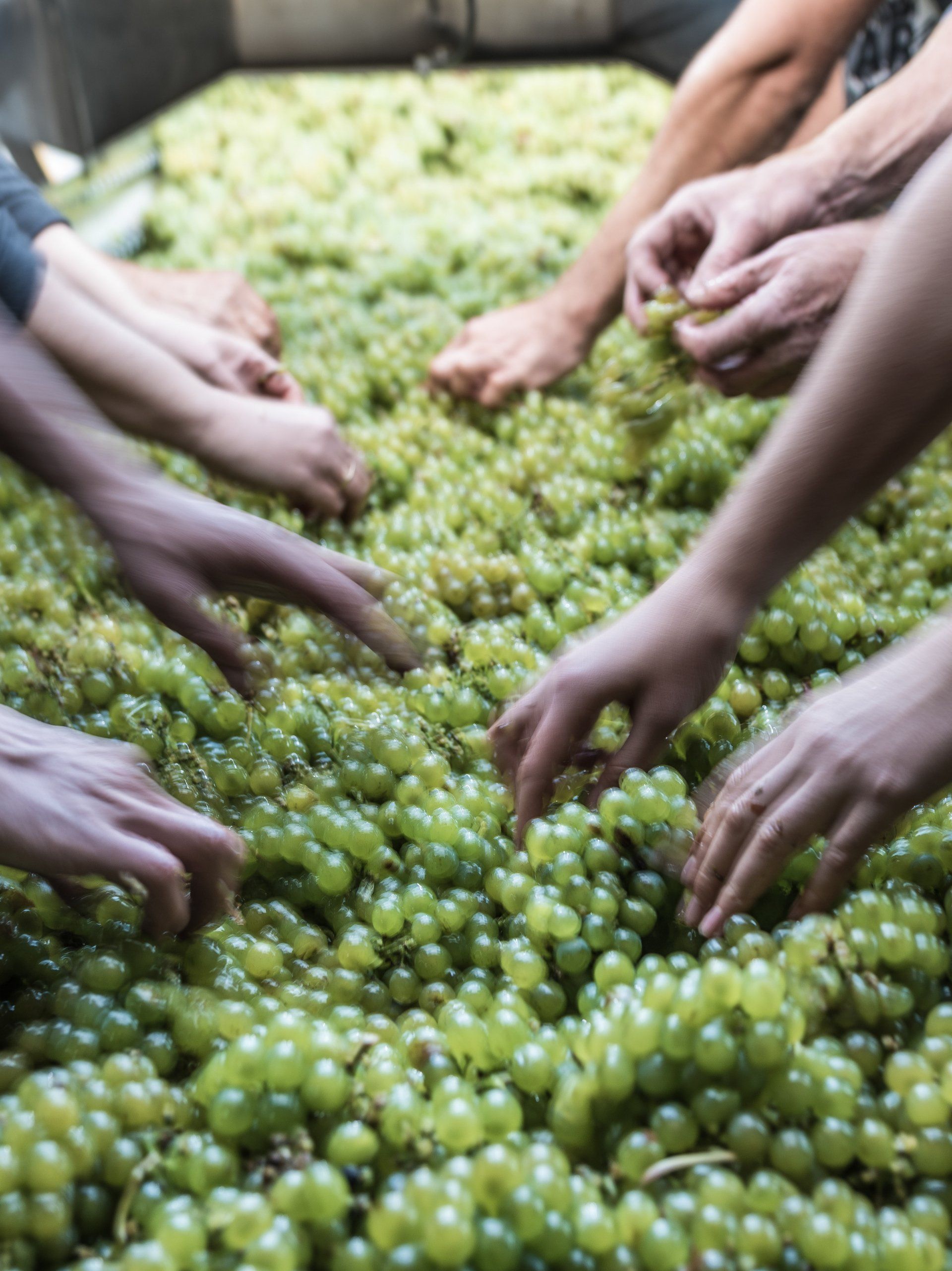 Hands picking grapes Weingut Rudolf May