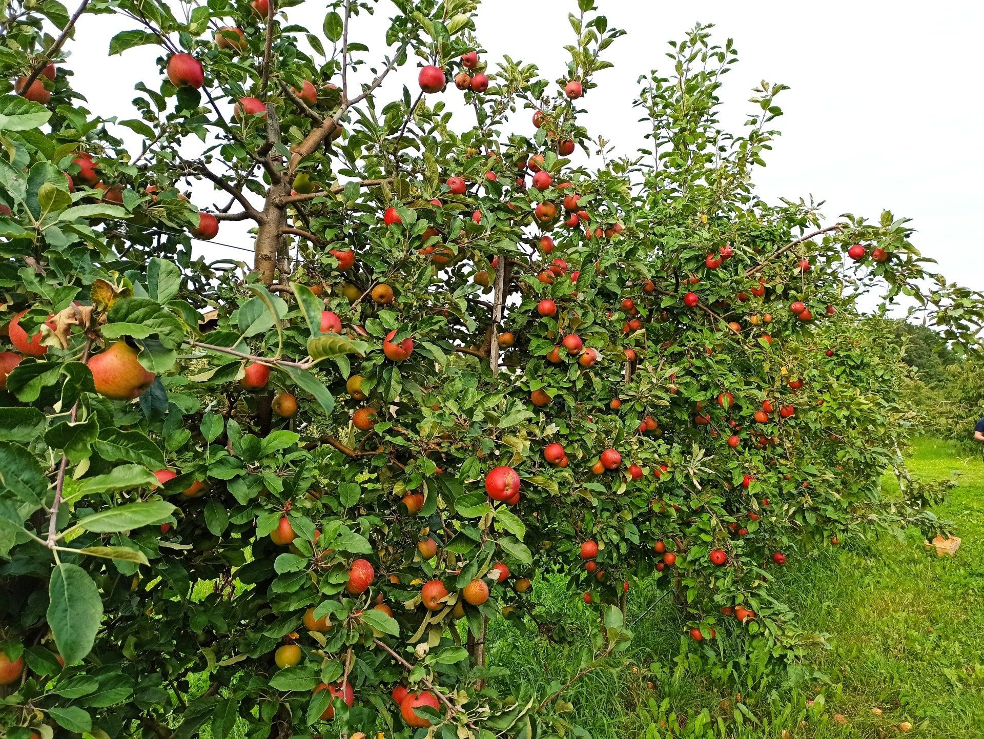Apfelbäume Apfelbäume