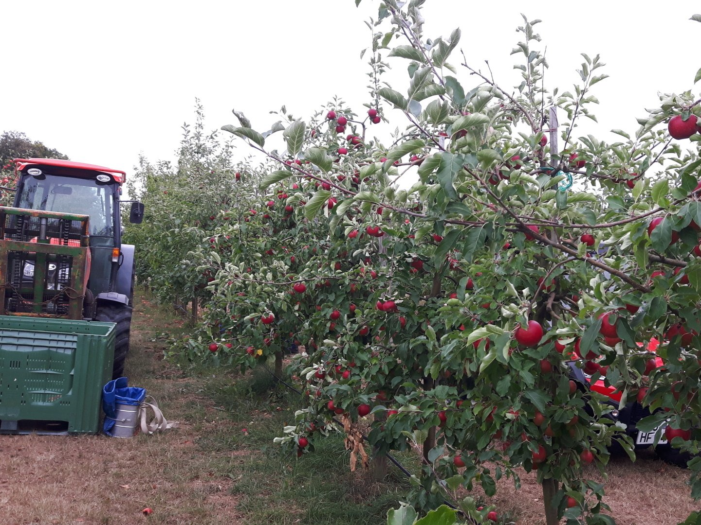 Apfelernte Apfelernte