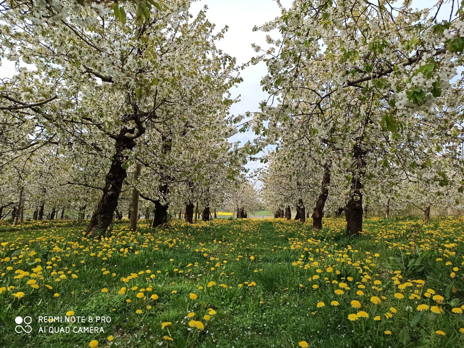 Kirschblüte Kirschblüte