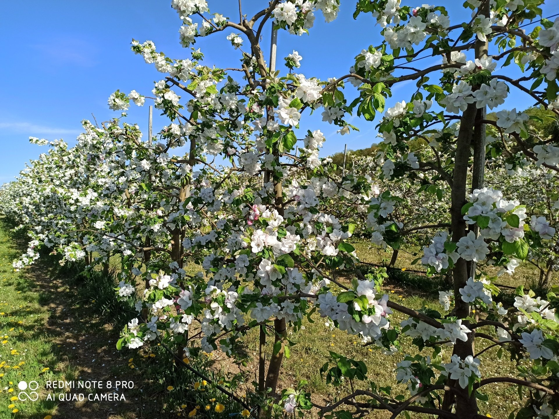 Apfelblüte Apfelblüte