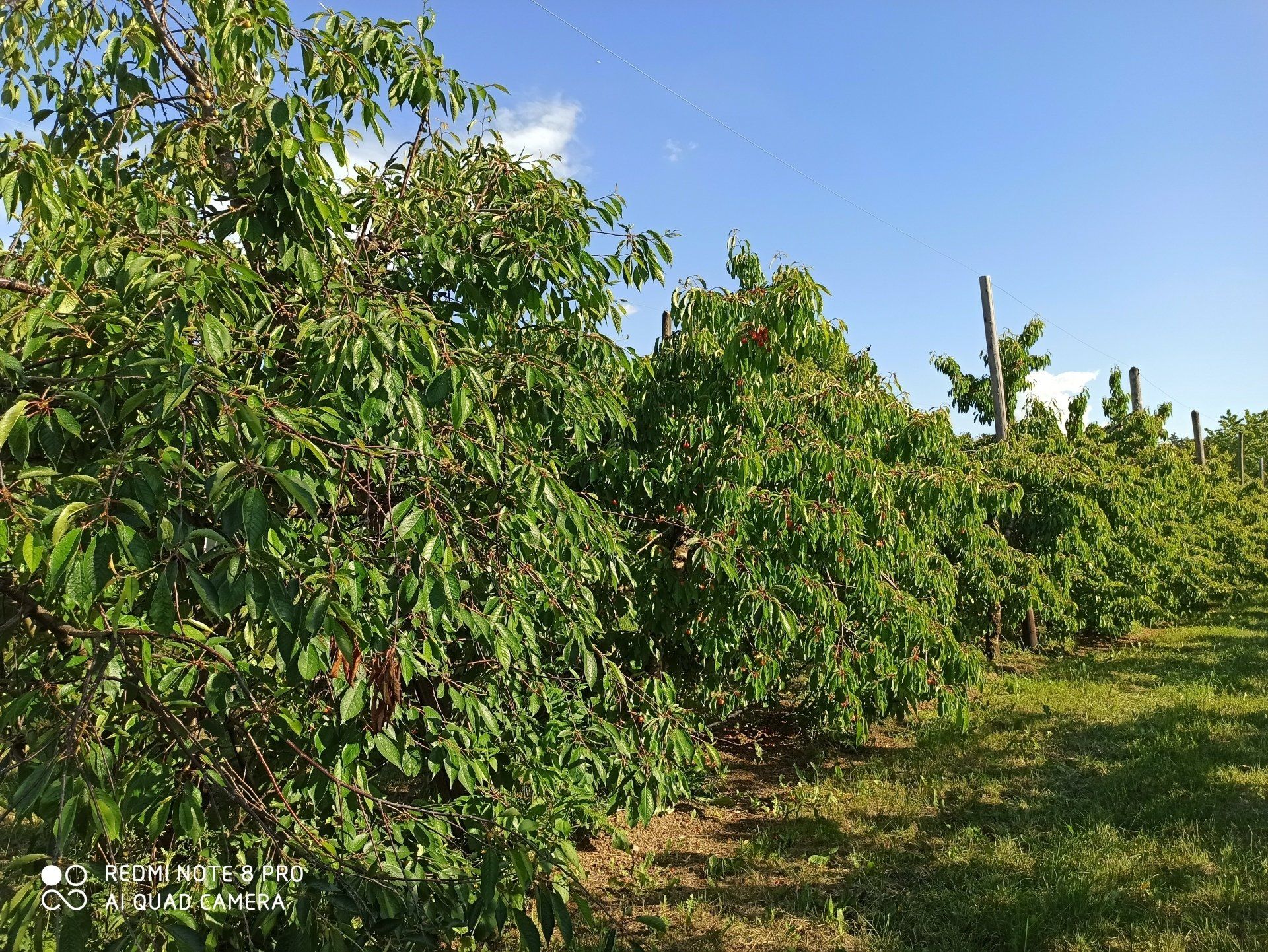Kirschenreihe Kirschenreihe
