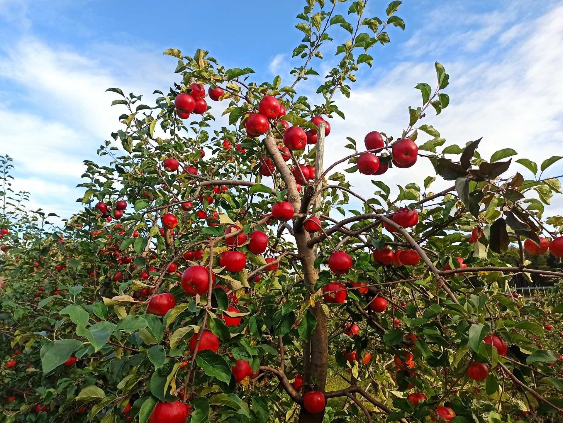 Apfelreihe Äpfel