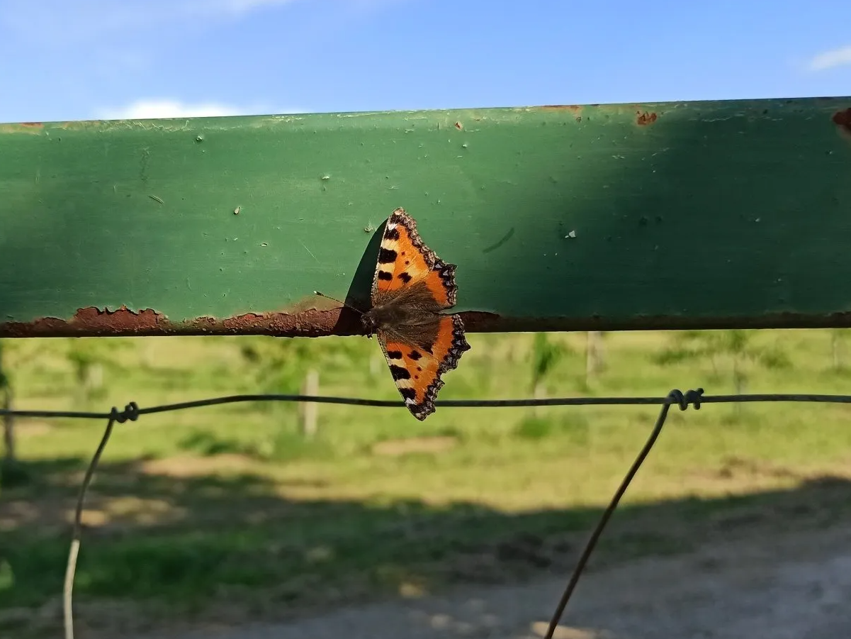 Pfauenauge Schmetterling