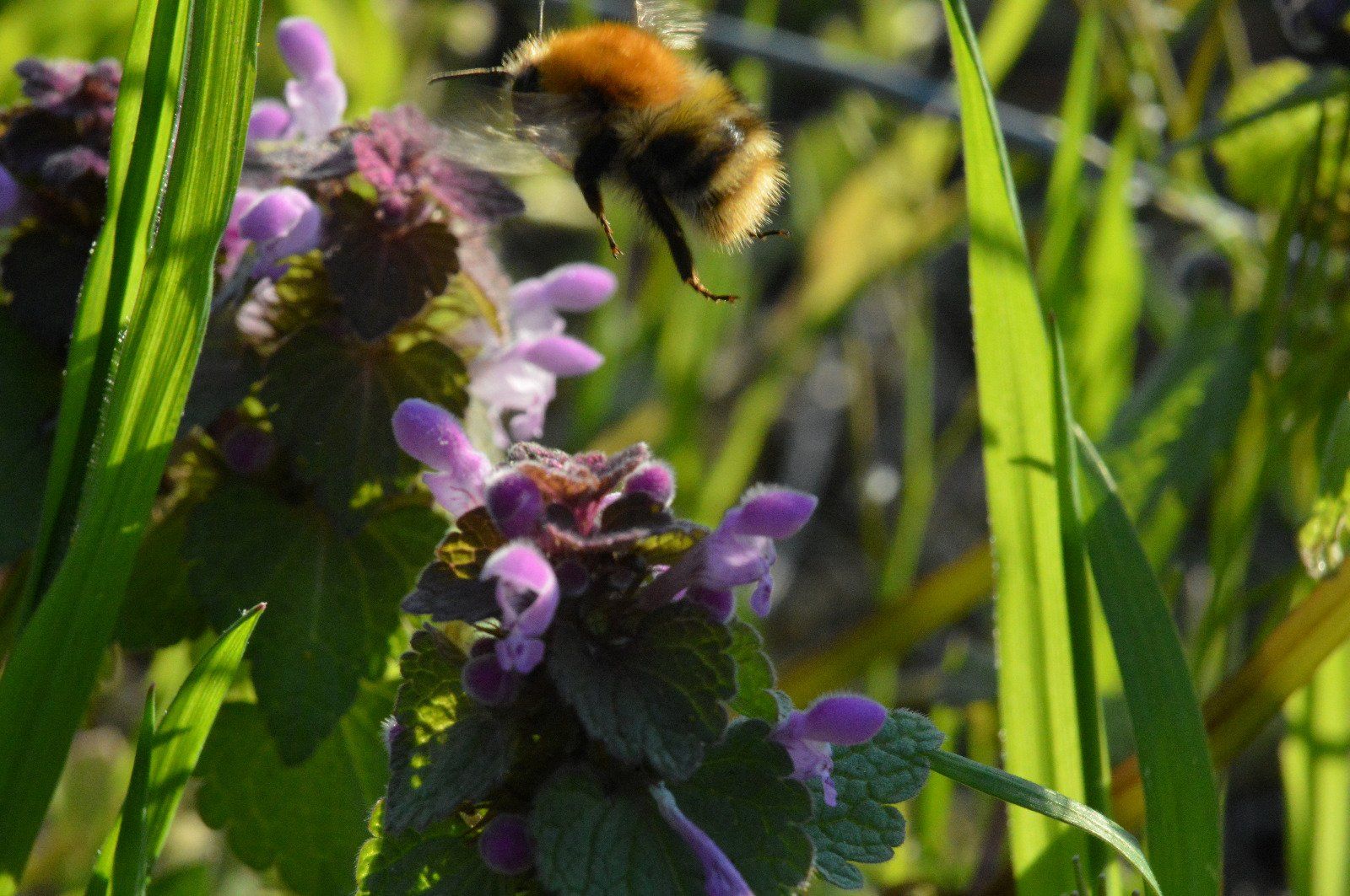 Hummel, die auf Taubnesseln landet Hummel, die auf Taubnesseln landet