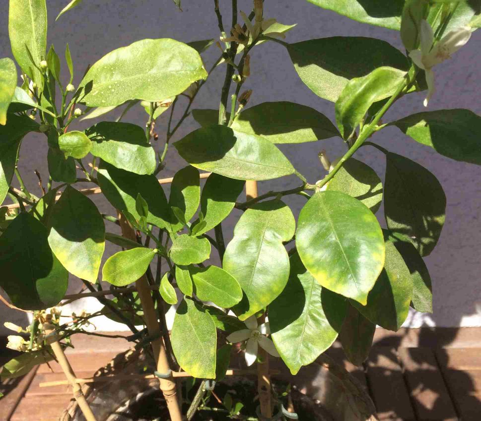 Chlorose beim Orangenbäumchen