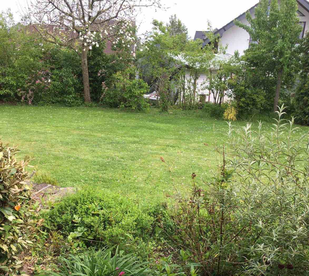 Rasen mit Randbepflanzung